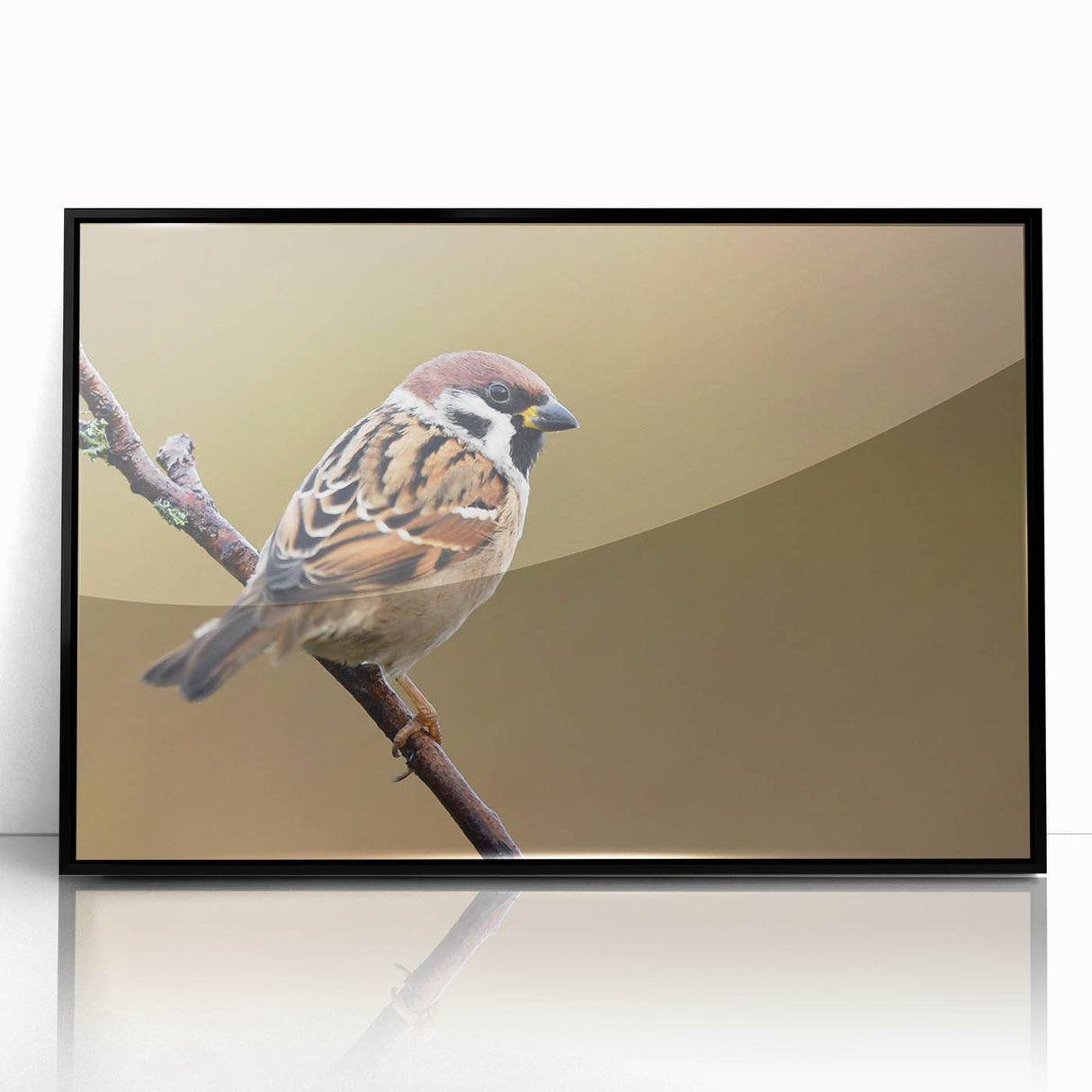 Framed wall art featuring a vibrant collection of garden birds, with a sleek black frame and acrylic front, displayed prominently for home decor enhancement.