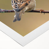 Rolled canvas showcasing a vibrant garden birds design with colorful illustrations of various birds on a natural background, ideal for home decor.