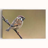 Colorful wall art featuring a collection of various garden birds, printed on stretched canvas with a vibrant design, ideal for home decor enthusiasts.
