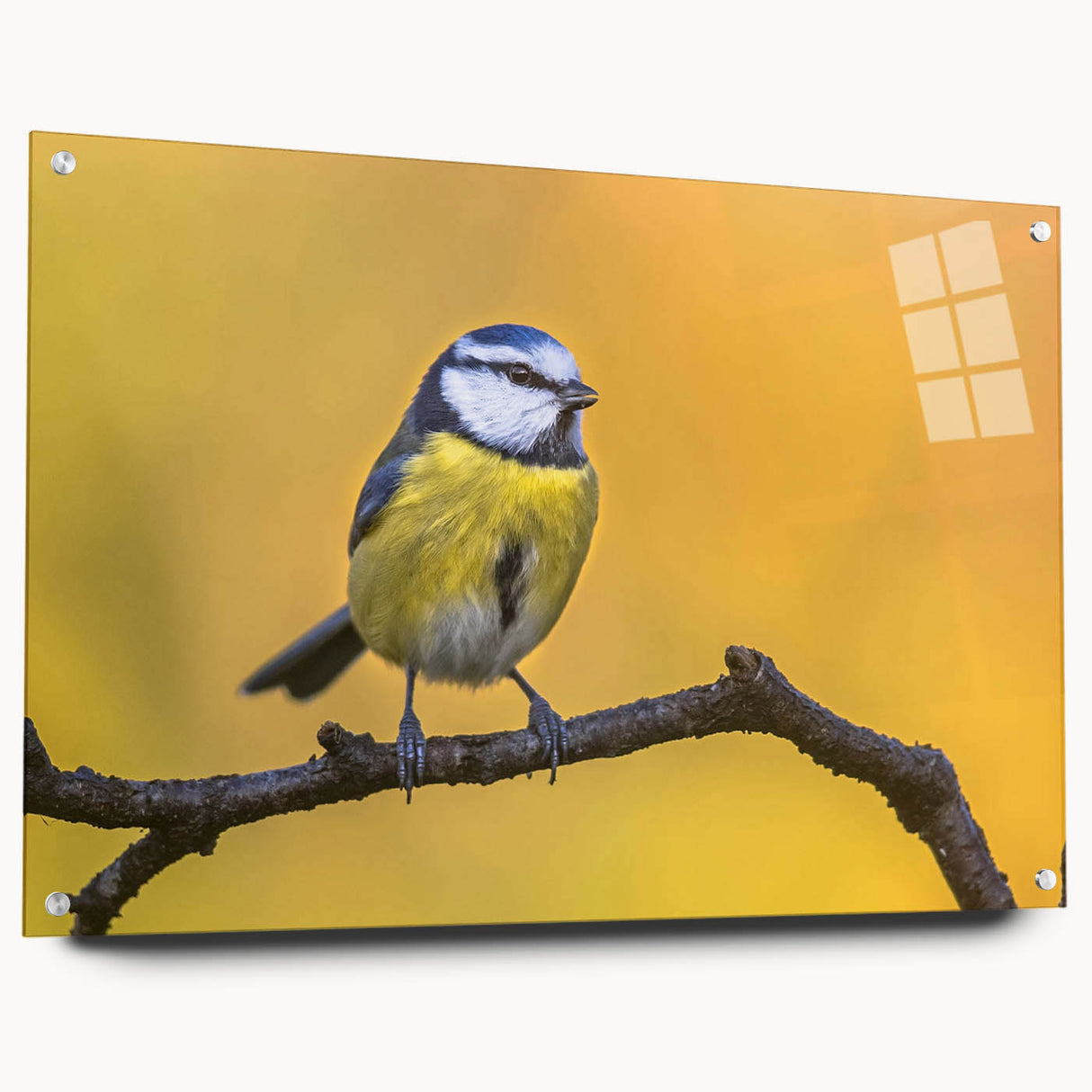 Side view of a modern wall art piece featuring a vibrant garden birds design, elegantly displayed with acrylic glass and decorative pins, ideal for home decor.