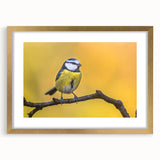 Framed wall art featuring a vibrant garden birds design, showcasing intricate colorful illustrations of various bird species against a soft, neutral background, ideal for home decor.