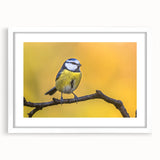 Framed wall art featuring a botanical design with vibrant garden birds on a white background, perfect for adding a touch of nature to home decor.