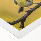 Colorful rolled canvas artwork showcasing a vibrant garden bird design, featuring various bird species in a lush floral setting, perfect for home decor. This high-quality print brings nature indoors with its vivid colors and intricate details, ideal for bird lovers.