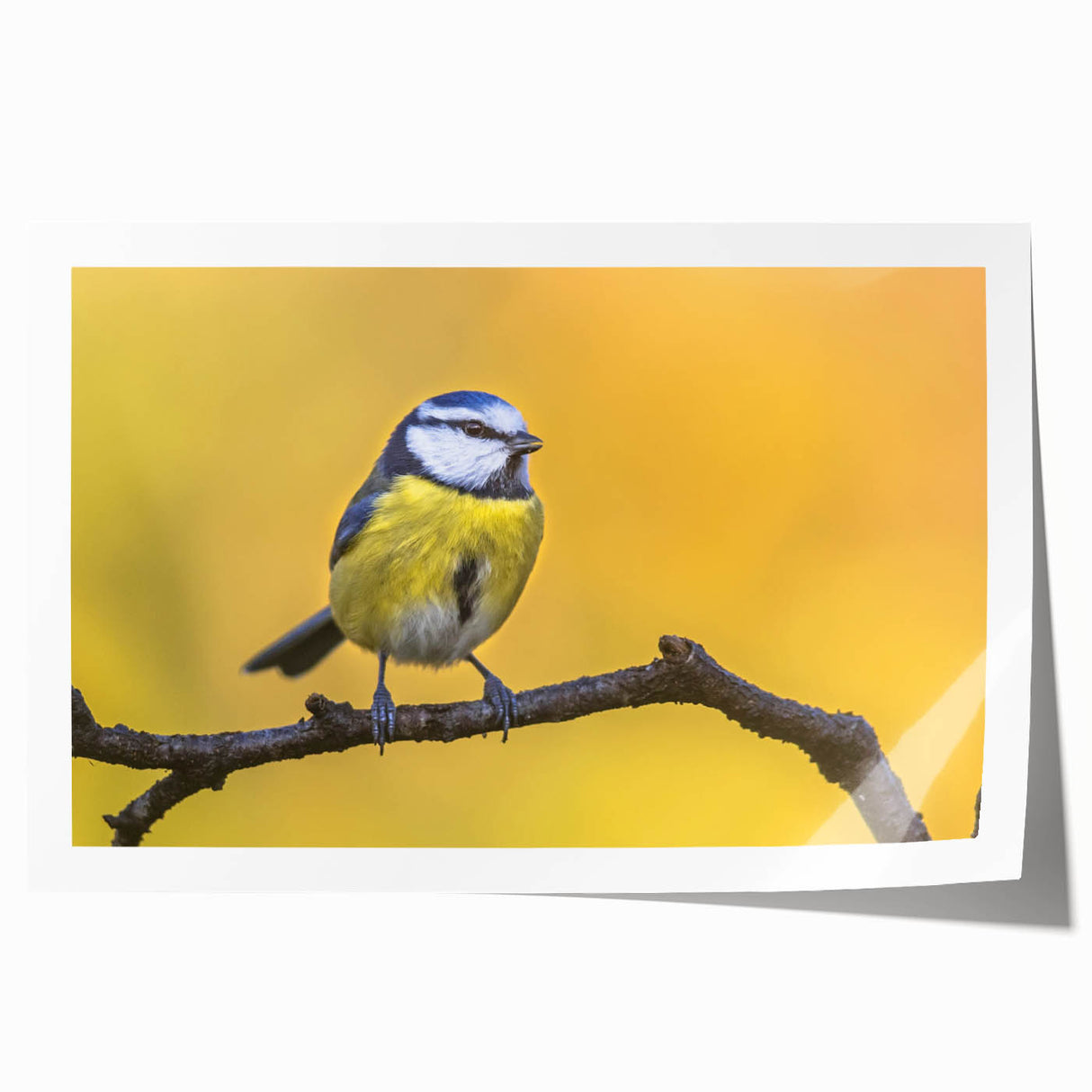 Vibrant wall art print showcasing a collection of colorful garden birds, beautifully detailed with intricate designs, perfect for adding a lively touch to home decor.