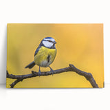 Vibrant bird-themed wall art collection on stretched canvas, showcasing colorful garden birds against a soft background, perfect for home decor.