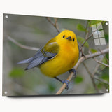 Acrylic glass wall art collection depicting vibrant garden birds in a colorful design, showcased from the side view with decorative pins for display. The piece enhances any nature-inspired decor.
