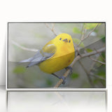 Framed acrylic wall art showcasing a vibrant design of various garden birds, featuring a white frame and clear front view, perfect for home decor.