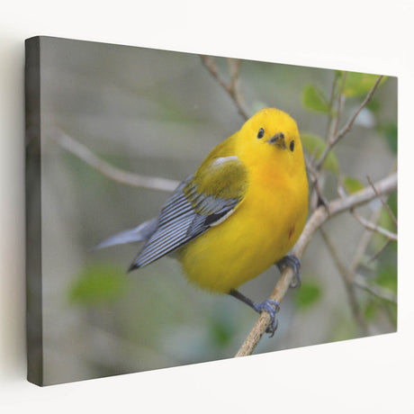 Stretched canvas wall art featuring a vibrant design of colorful garden birds on a leafy background, ideal for enhancing home decor. Perfect for bird lovers.