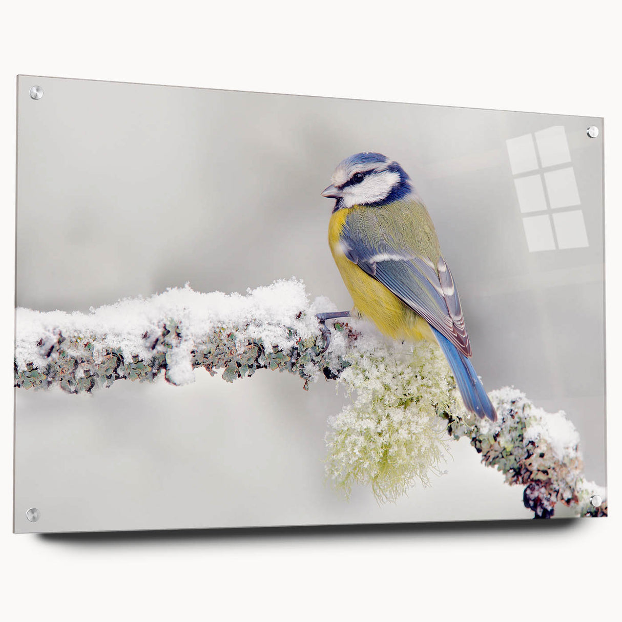 Acrylic glass wall art collection showcasing vibrant garden birds in a colorful design, displayed from the side with decorative pins, ideal for nature enthusiasts.