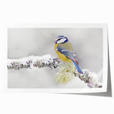 Vibrant rolled wall art print showcasing a variety of garden birds in colorful detail, designed to enhance home decor with a nature-inspired theme. Perfect for bird lovers and art enthusiasts.