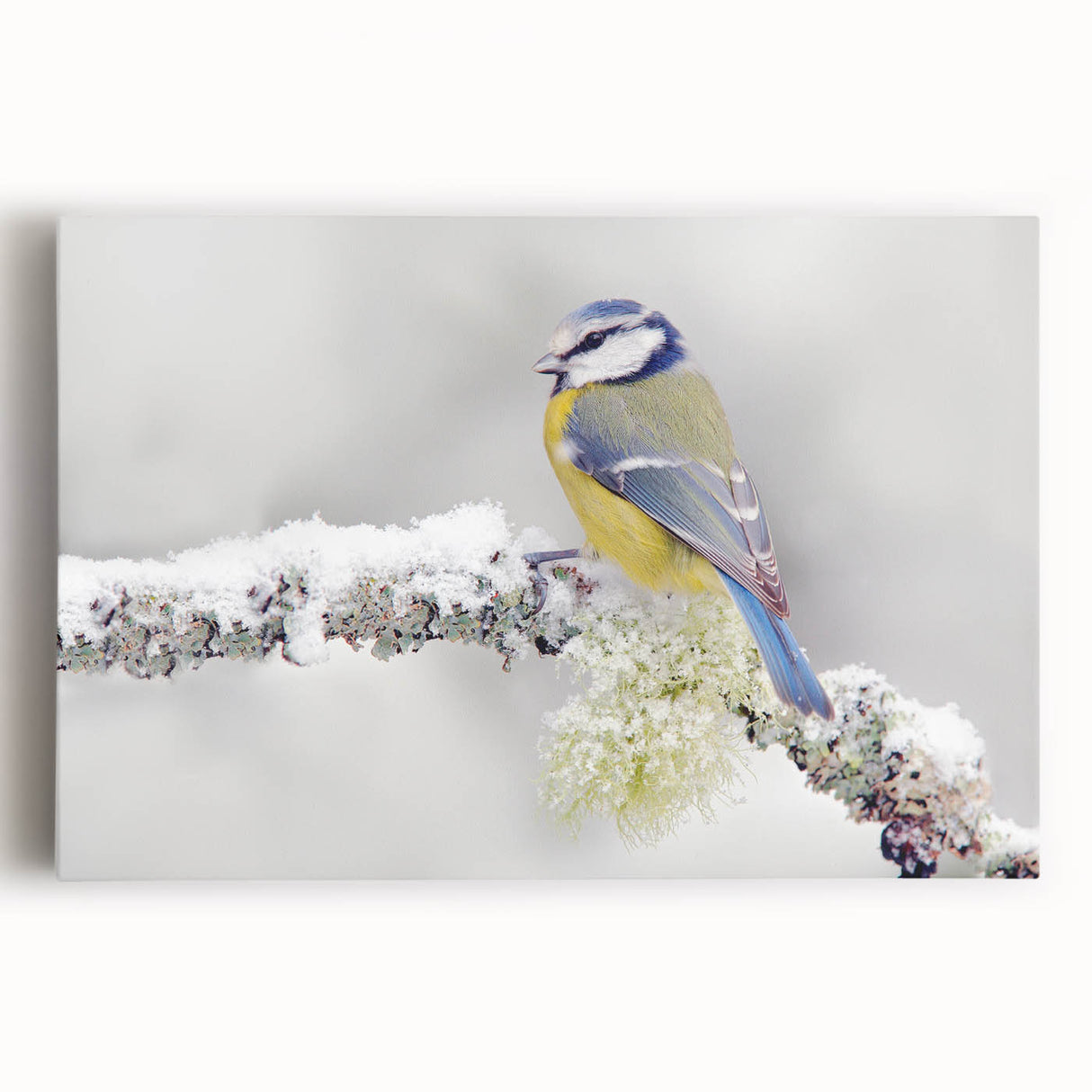 Vibrant wall art featuring a collection of various garden birds on stretched canvas, showcasing detailed illustrations in bright colors, perfect for home decor.