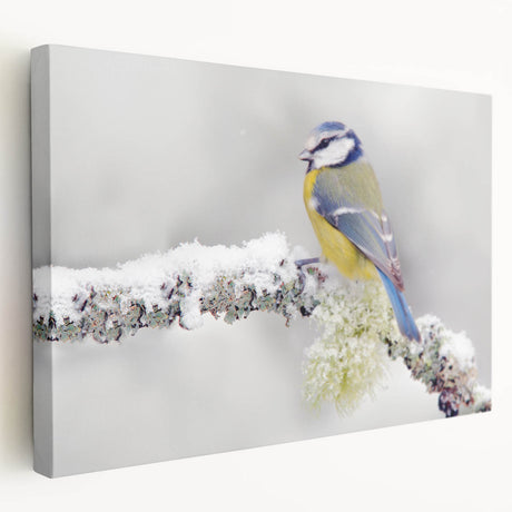 Stretched canvas wall art depicting colorful garden birds in a vibrant natural setting, showcasing detailed illustrations and a sleek side view design.