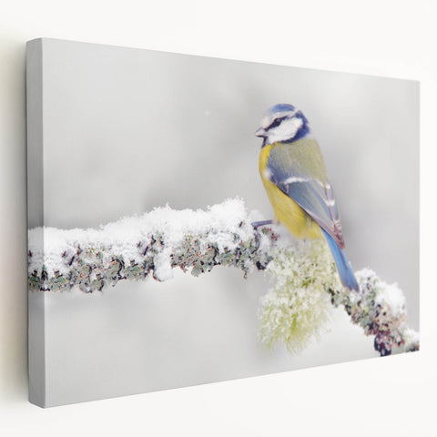 Stretched canvas wall art depicting colorful garden birds in a vibrant natural setting, showcasing detailed illustrations and a sleek side view design.