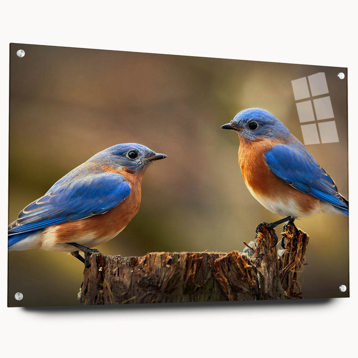 Colorful garden-themed wall art featuring various bird designs displayed in a side view, showcasing the acrylic glass finish and pin mounting, ideal for home decor.