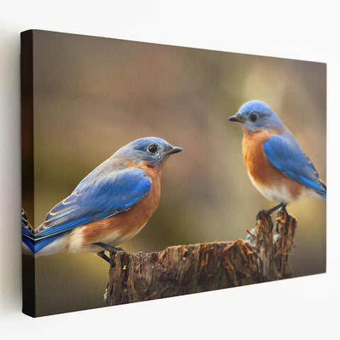 Stretched canvas wall art showcasing a vibrant garden birds design, featuring colorful bird illustrations and lush greenery, perfect for adding nature-inspired decor to any room.