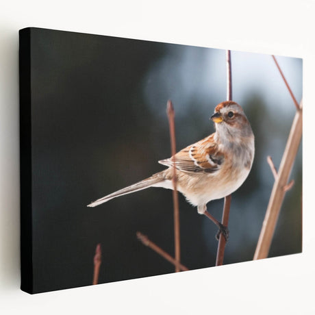 Stretched canvas wall art showcasing vibrant garden birds in a colorful design, featuring a side view that highlights textural details and artistic depth. Perfect for nature lovers and home decor enthusiasts.