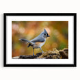 Framed wall art collection showcasing vibrant garden birds design on a black mat, perfect for nature enthusiasts and home decor lovers, enhancing any space.