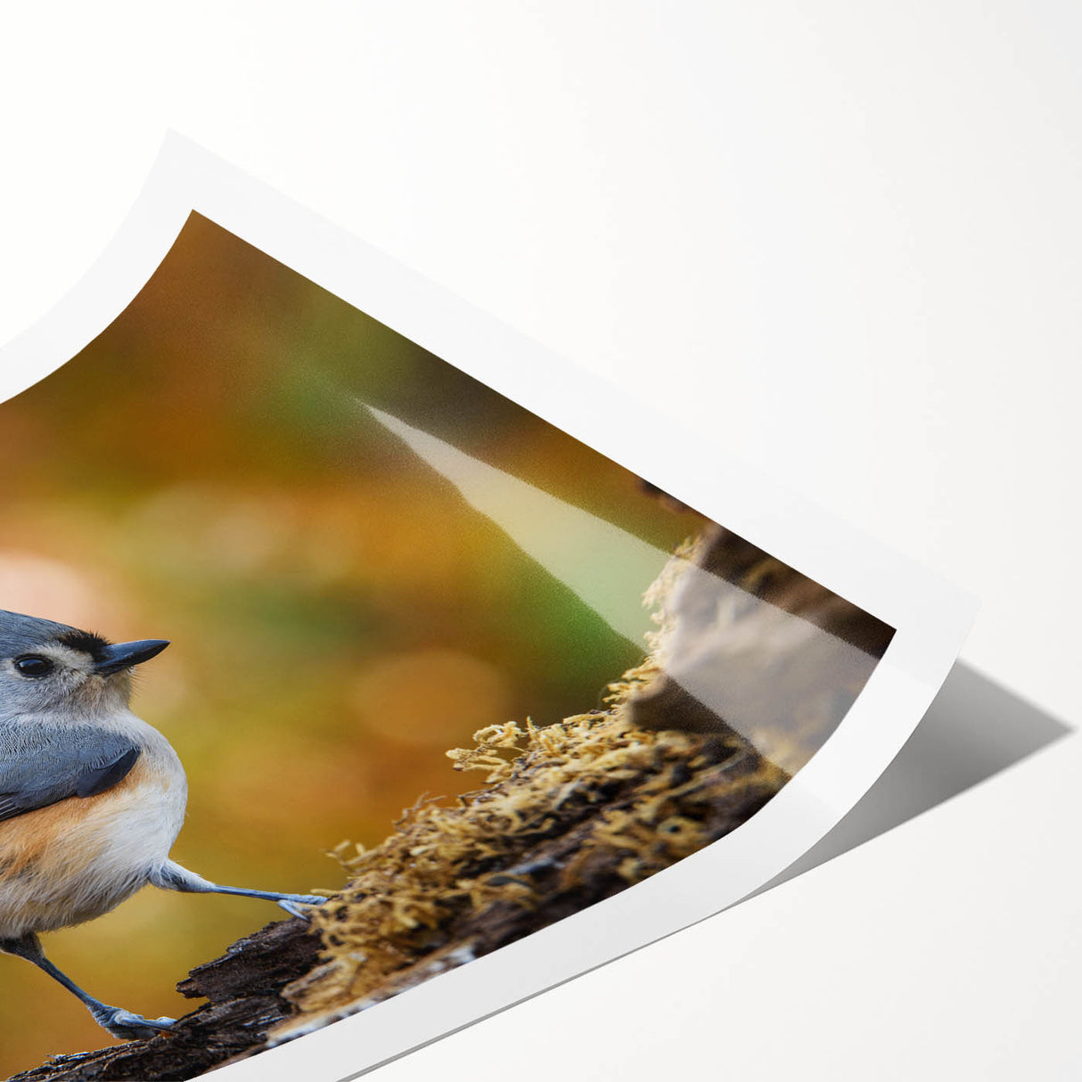 Colorful wall art print showcasing various garden birds perched on branches, featuring vibrant hues of blue, yellow, and green, ideal for home decor.