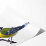 Colorful rolled print showcasing a vibrant garden bird design, featuring various species perched among lush foliage, perfect for nature-themed decor.