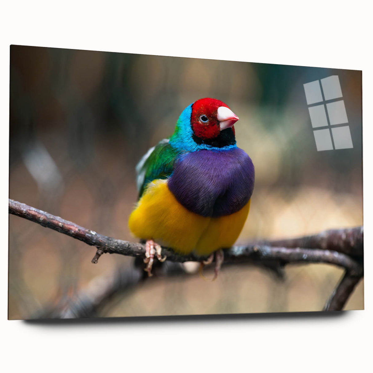 Colorful wall art featuring a garden birds design on acrylic glass, showcasing detailed illustrations of various bird species in a vibrant natural setting. The artwork emphasizes intricate patterns and bright colors, perfect for enhancing home decor.