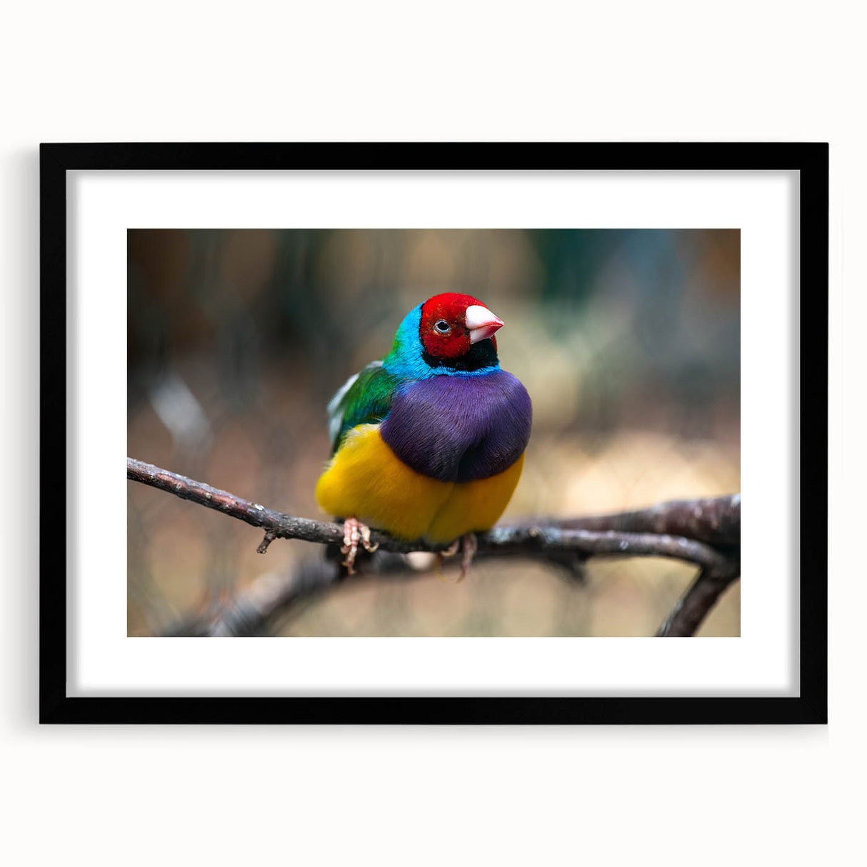 Framed wall art collection showcasing colorful garden birds design with a black mat and frame, perfect for enhancing home decor and nature-themed interiors.