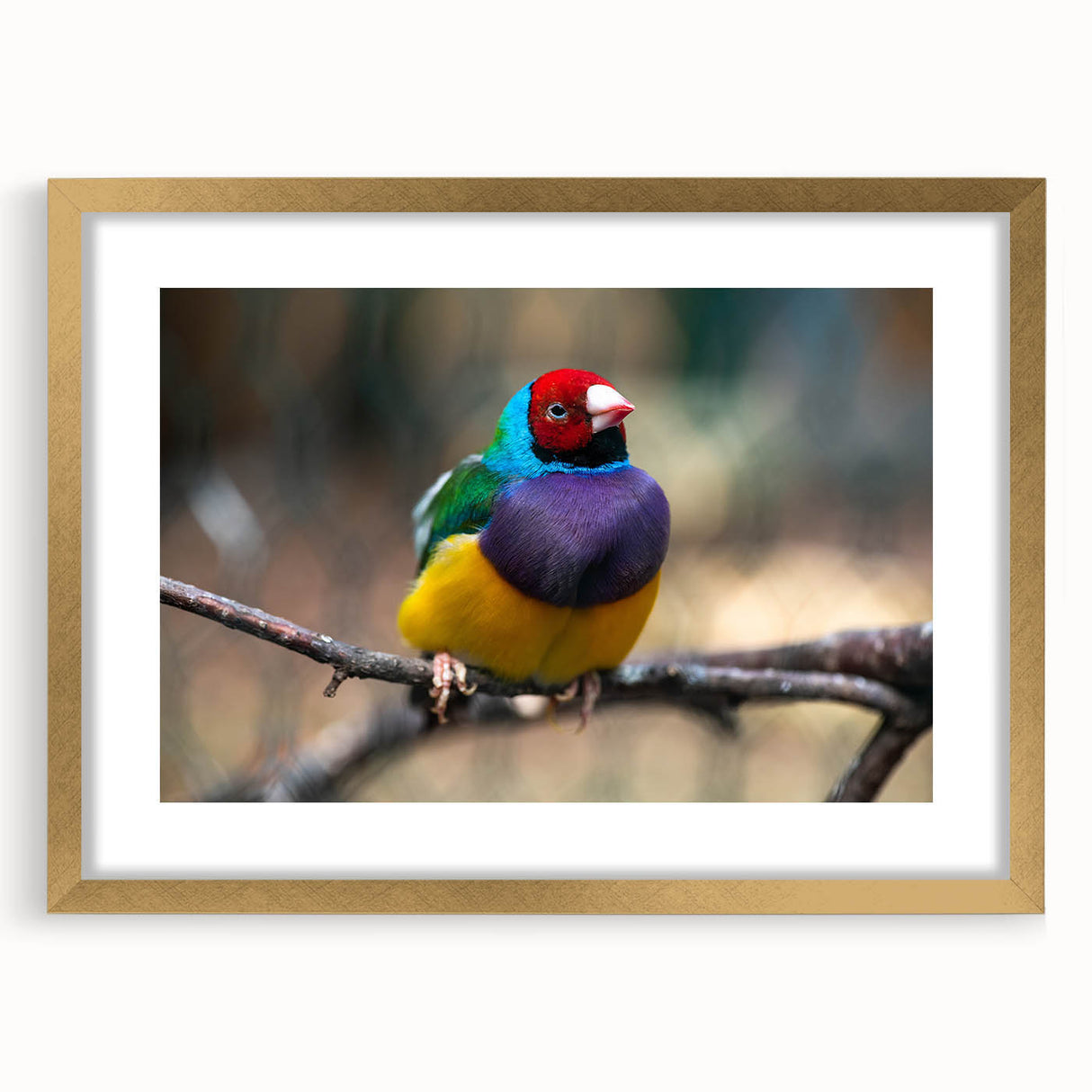 Framed wall art featuring a vibrant collection of garden birds in gold accents, elegantly matted for display, enhancing any home decor with nature-inspired elegance.