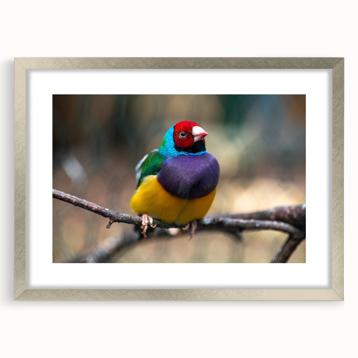 Framed wall art featuring a vibrant design of garden birds in a silver frame with a mat, perfect for enhancing home decor with nature-inspired elegance.