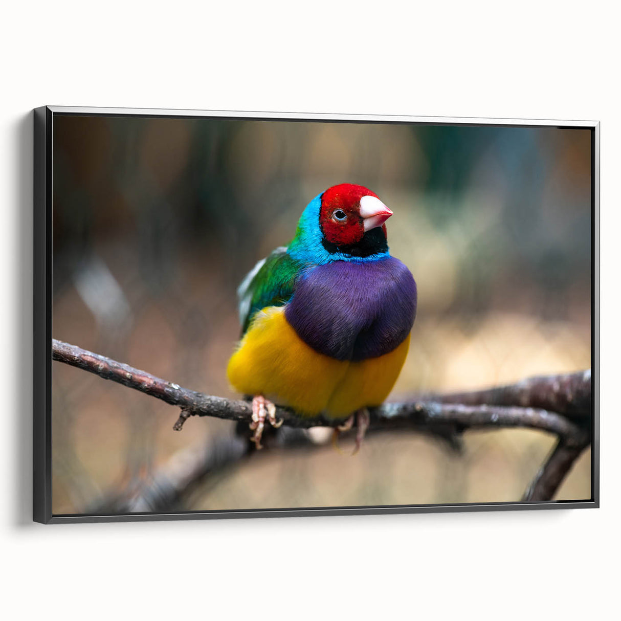 Framed wall art featuring a vibrant design of various garden birds, displayed in a sleek black frame. Ideal for adding a touch of nature to home decor.