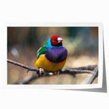 Colorful wall art print showcasing a vibrant design of various garden birds, perfect for nature lovers and home decor enthusiasts. The rolled artwork is ideal for framing.