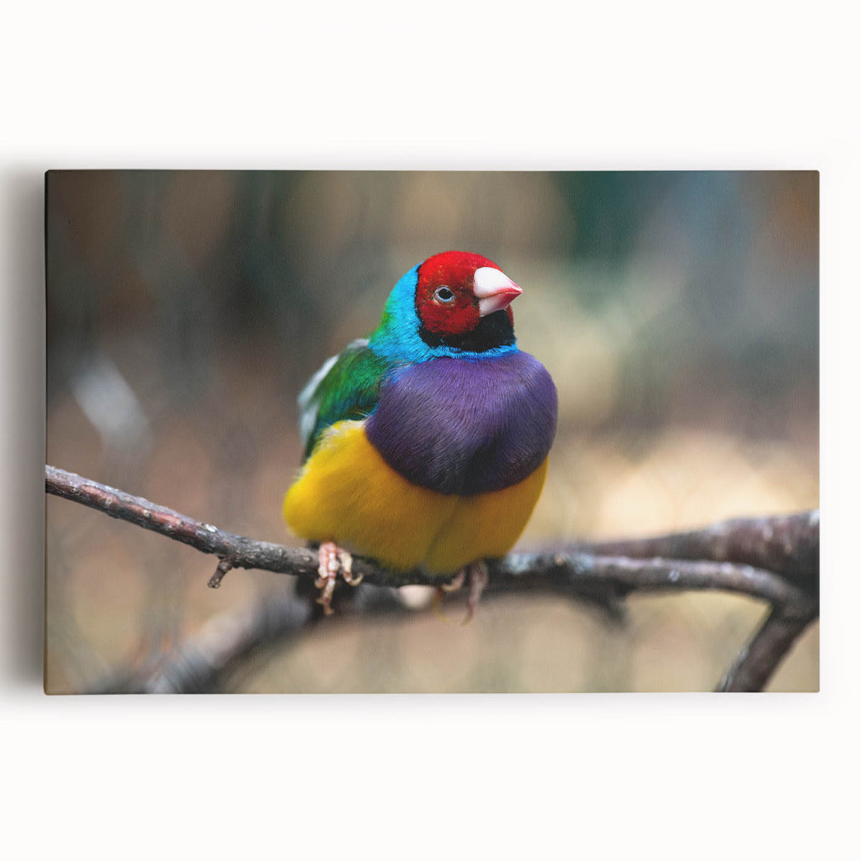 Colorful wall art featuring a vibrant garden bird design on stretched canvas, showcasing intricate details and lively colors, ideal for home decor enhancement.