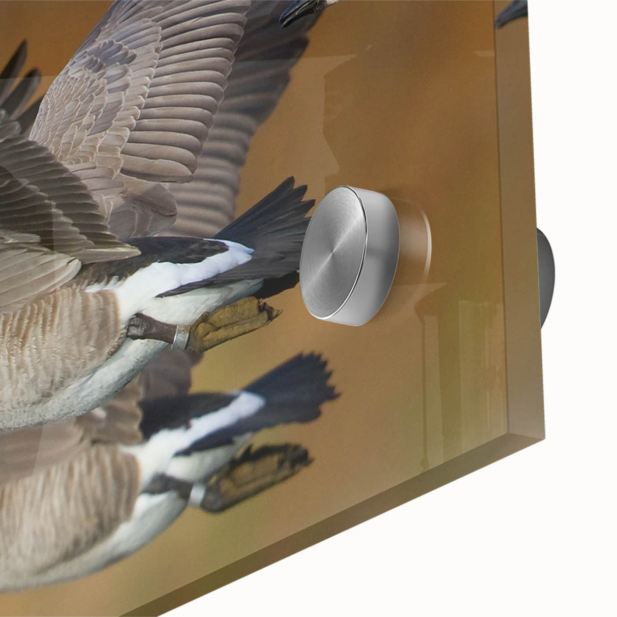 Close-up of a vibrant bird-themed wall art piece featuring a striking goose design, printed on high-quality acrylic glass, ideal for enhancing modern home decor.