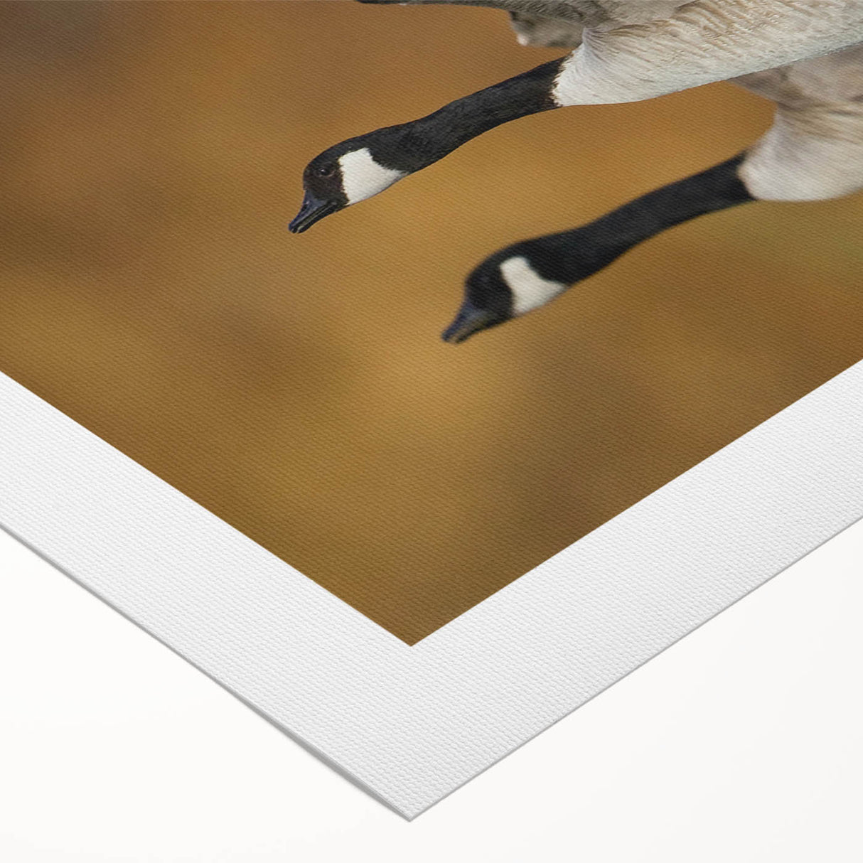 Rolled canvas showcasing an elegant goose design in a minimalist style, perfect for modern home decor, featuring soft hues of blue and white, ideal for nature lovers.
