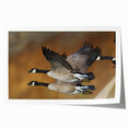 Elegant rolled print showcasing a whimsical goose design in vibrant colors, perfect for home decor. Ideal for bird lovers and art enthusiasts, it arrives securely packaged in a protective tube.