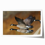 Elegant rolled print showcasing a whimsical goose design in vibrant colors, perfect for home decor. Ideal for bird lovers and art enthusiasts, it arrives securely packaged in a protective tube.