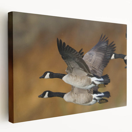Stretched canvas wall art featuring a serene goose design, showcasing soft pastel colors and intricate detailing, perfect for enhancing home decor and tranquility.