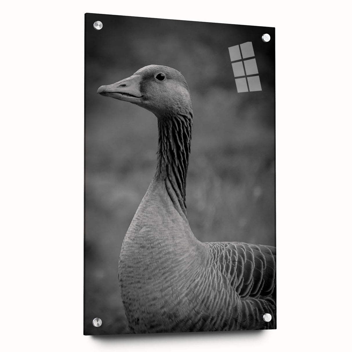 Acrylic glass wall art piece featuring a modern goose design, elegantly displayed from the side with visible pins, showcasing vibrant colors and intricate details. Perfect for contemporary home decor or nature-inspired aesthetics.