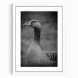Framed wall art featuring a serene goose design with a white mat, showcasing intricate details and soft colors, perfect for home decor and nature lovers.