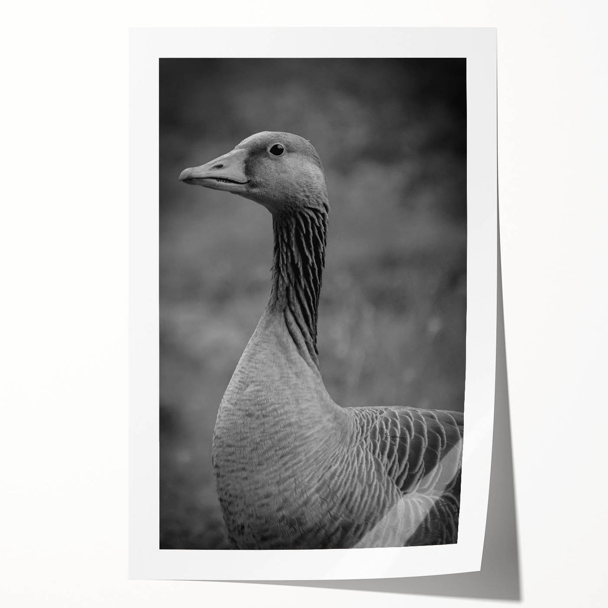 Beautifully designed rolled print showcasing a serene scene of geese in a natural setting, ideal for home decor. The artwork features vibrant colors and intricate details, perfect for adding a touch of nature-inspired elegance to any space.