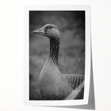 Beautifully designed rolled print showcasing a serene scene of geese in a natural setting, ideal for home decor. The artwork features vibrant colors and intricate details, perfect for adding a touch of nature-inspired elegance to any space.
