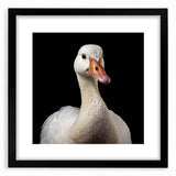 Framed wall art featuring a black mat and a stylish goose design, perfect for modern decor. The artwork adds a touch of elegance to any living space, showcasing intricate details and vibrant colors.