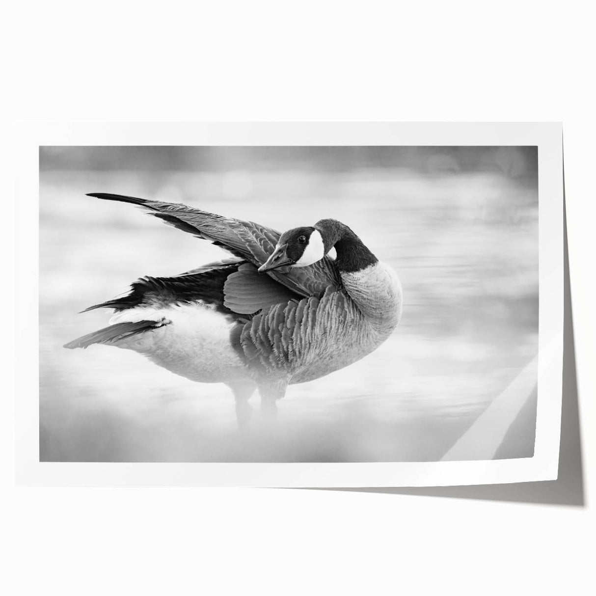 Elegant rolled print showcasing a vibrant goose design, ideal for home decor, featuring intricate details and bright colors, packaged securely in a cardboard tube.