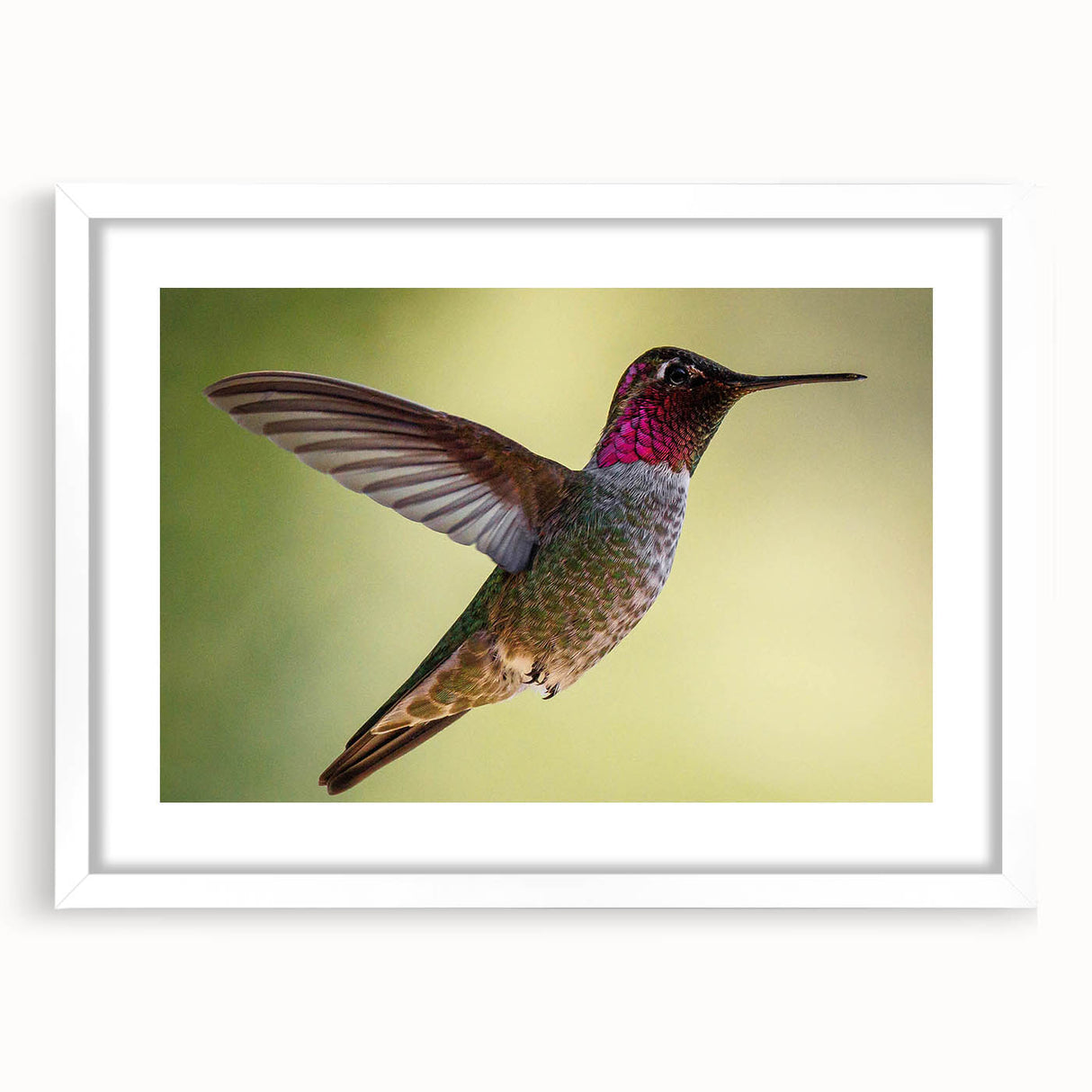 Framed hummingbird wall art showcasing vibrant colors and intricate design, set against a crisp white mat, perfect for enhancing any modern decor.