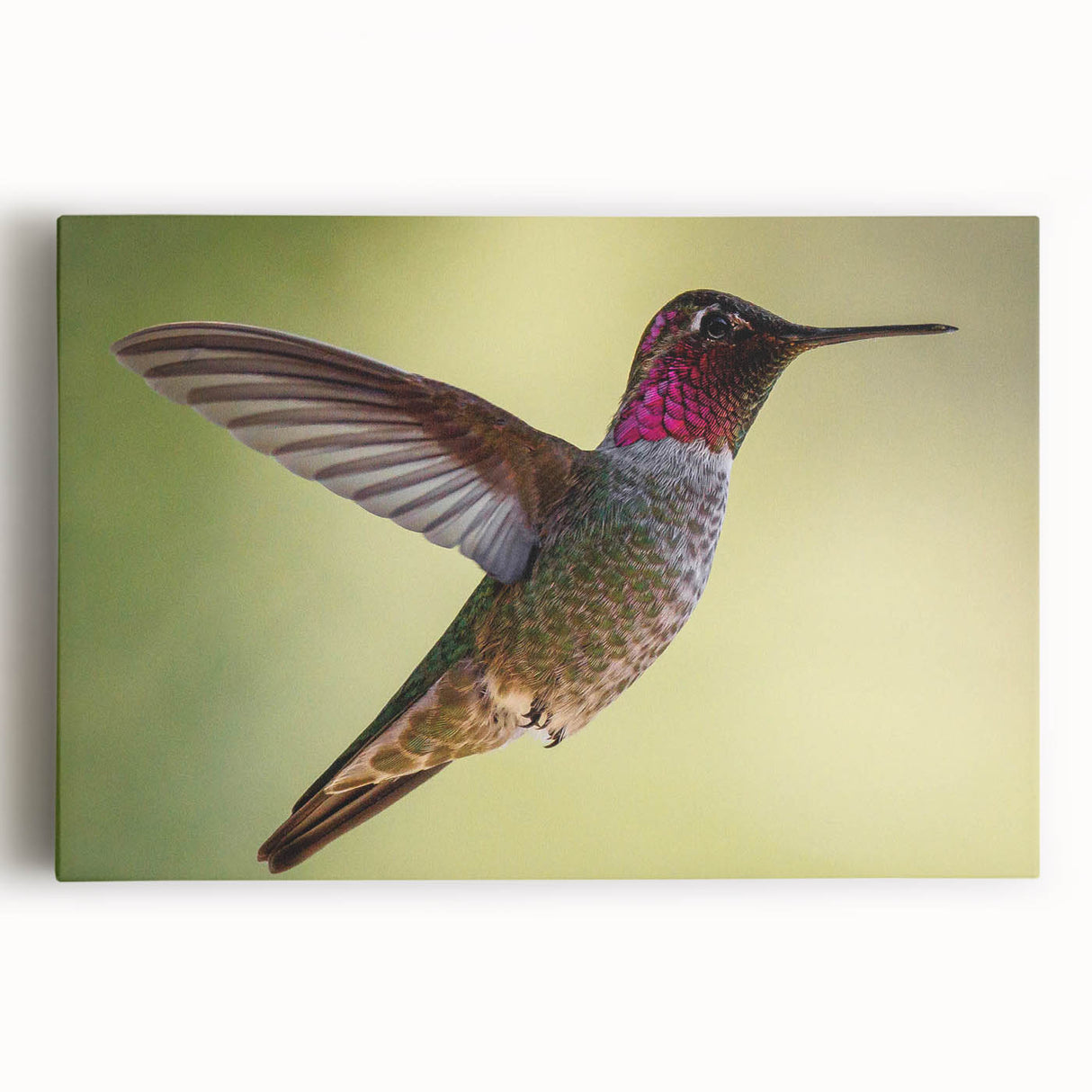 Vibrant stretched canvas art featuring a colorful hummingbird design, perfect for home decor, showcasing intricate details and vivid colors against a neutral background.