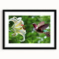 Framed wall art featuring a vibrant hummingbird design with a black mat and frame, perfect for adding a touch of nature-inspired decor to any space. Ideal for bird lovers and art enthusiasts.