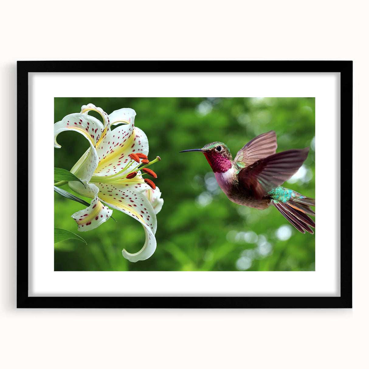 Framed wall art featuring a vibrant hummingbird design with a black mat and frame, perfect for adding a touch of nature-inspired decor to any space. Ideal for bird lovers and art enthusiasts.