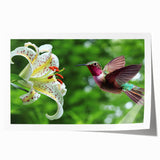 Vibrant hummingbird wall art design featuring intricate details and bright colors, rolled and ready for display in any decor setting, ideal for nature lovers.