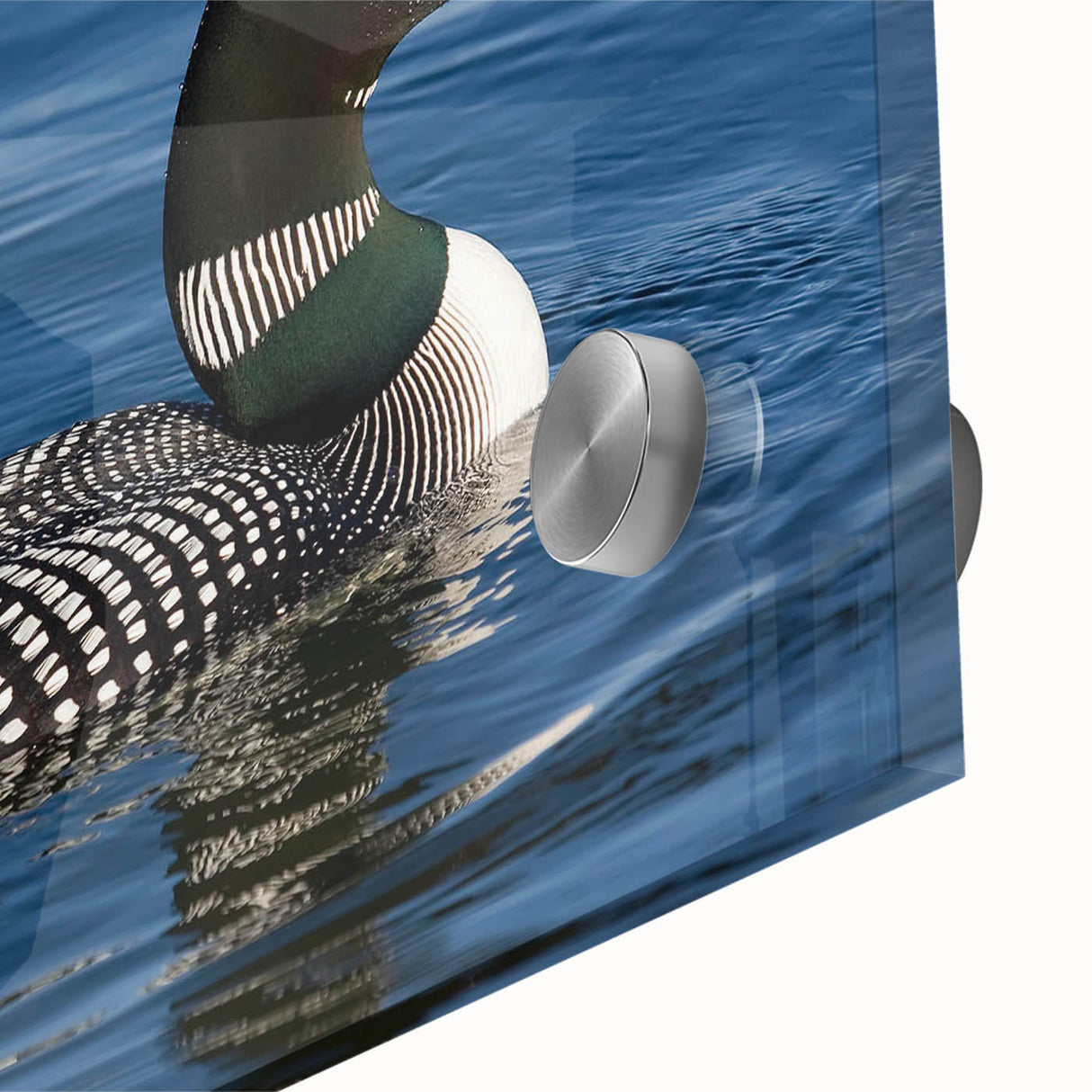 Close-up of a stunning acrylic wall art piece featuring a vibrant loon design, showcasing intricate details and rich colors, perfect for modern decor.