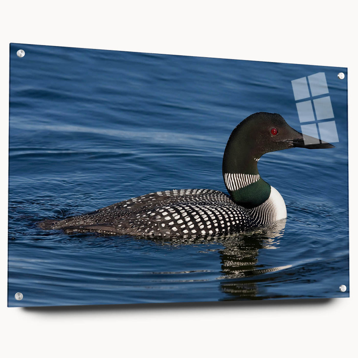 Acrylic glass wall art featuring a serene loon design, displayed in a side view with visible mounting pins, perfect for enhancing modern home decor.
