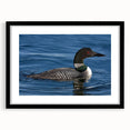 Black-framed wall art displaying a serene loon design, featuring soft colors and intricate details, ideal for enhancing modern home decor.