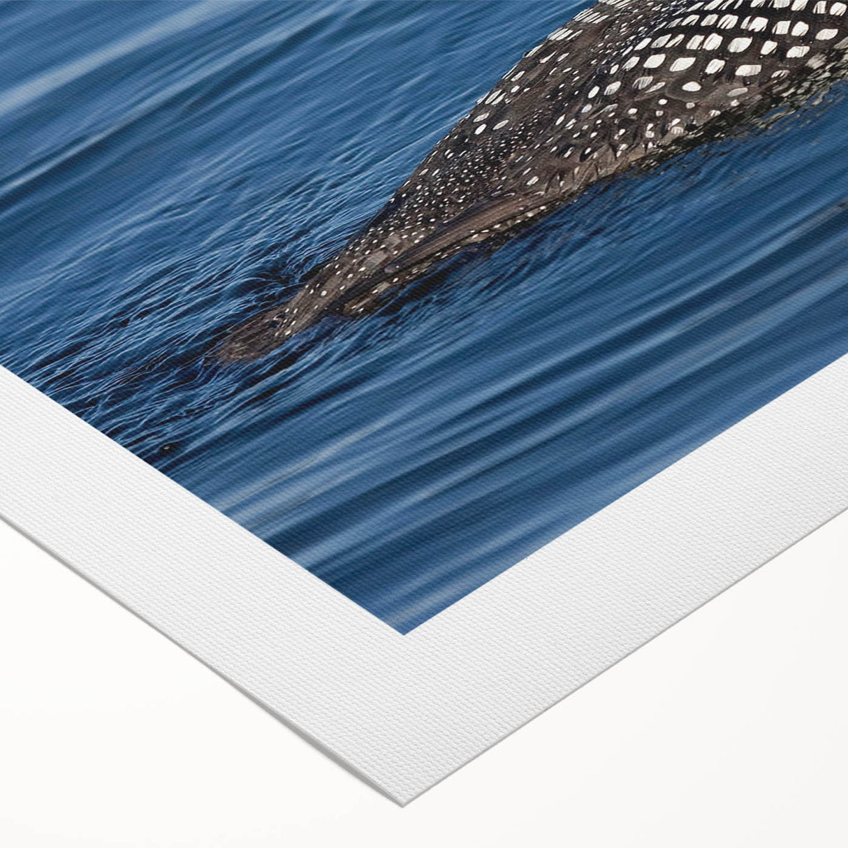 Loon design wall art on rolled canvas showcasing vibrant colors and intricate details, ideal for nature enthusiasts and modern decor. Perfectly packaged for easy display.